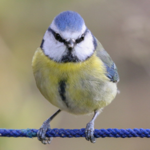 Blue Tit bird
