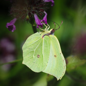 Butterflies you can see in your garden in Spring and Summer, brought to you by The Garden Jungle