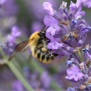 A guide to Bees you can find in your garden, brought to you by The Garden Jungle