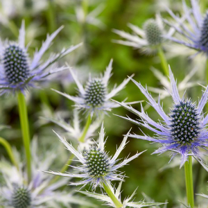 Drought Friendly Plants