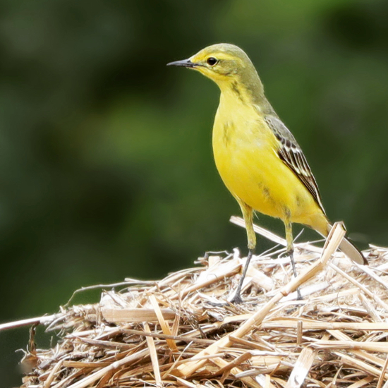 Yellow Wagtail