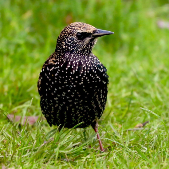 Starling