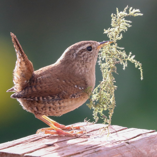 Wren