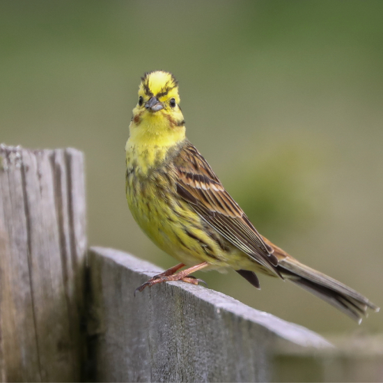 Yellowhammer