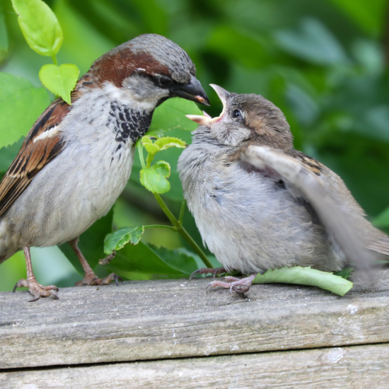 Sparrows Feeding