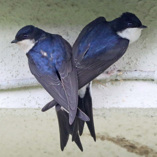 House Martins