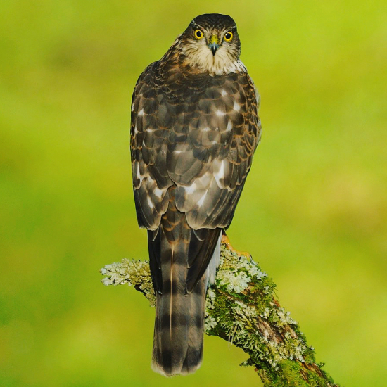 Sparrowhawk