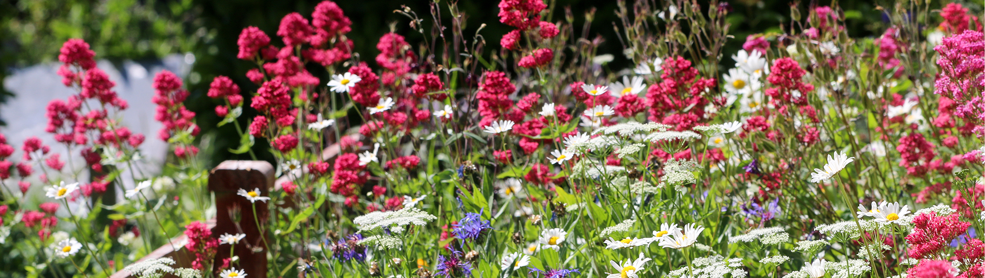 Garden Flowers - The Garden Jungle