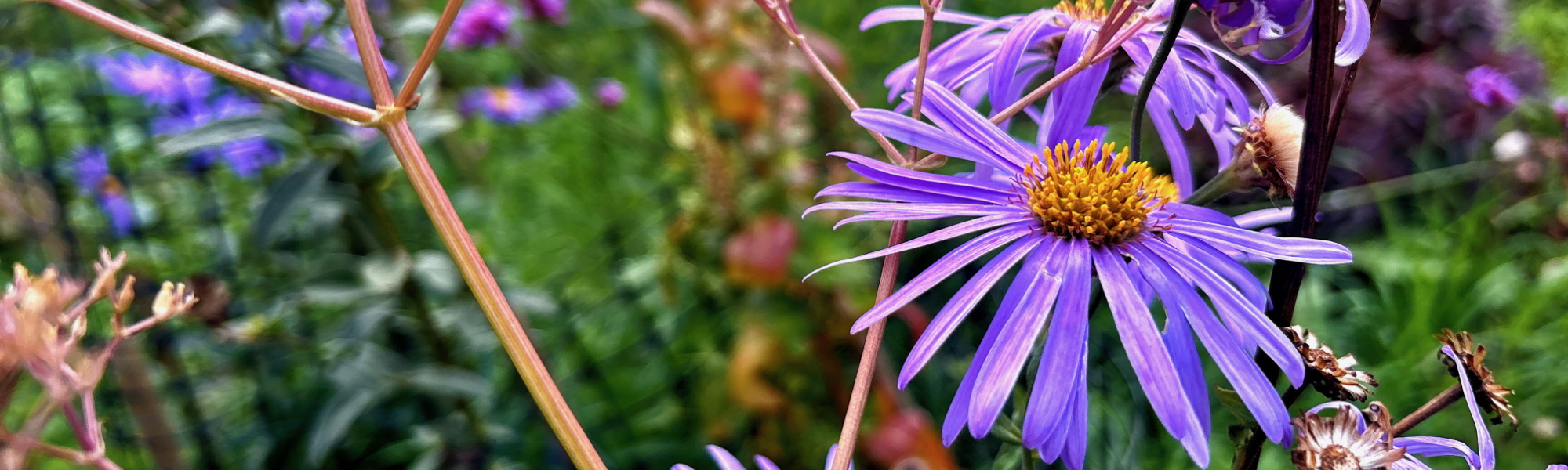 Garden Flowers - The Garden Jungle