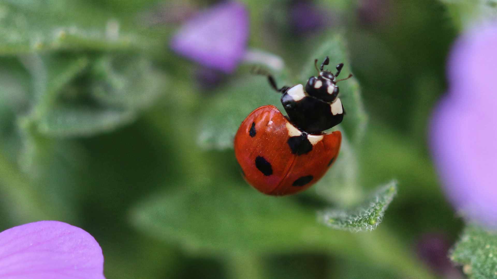 Ladybird - The Garden Jungle