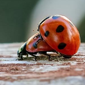Ladybirds on garden plants