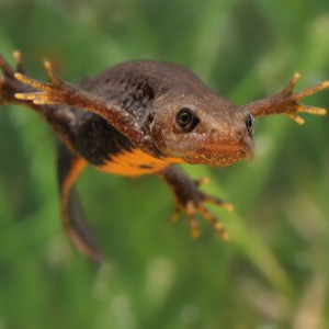 Newt near water
