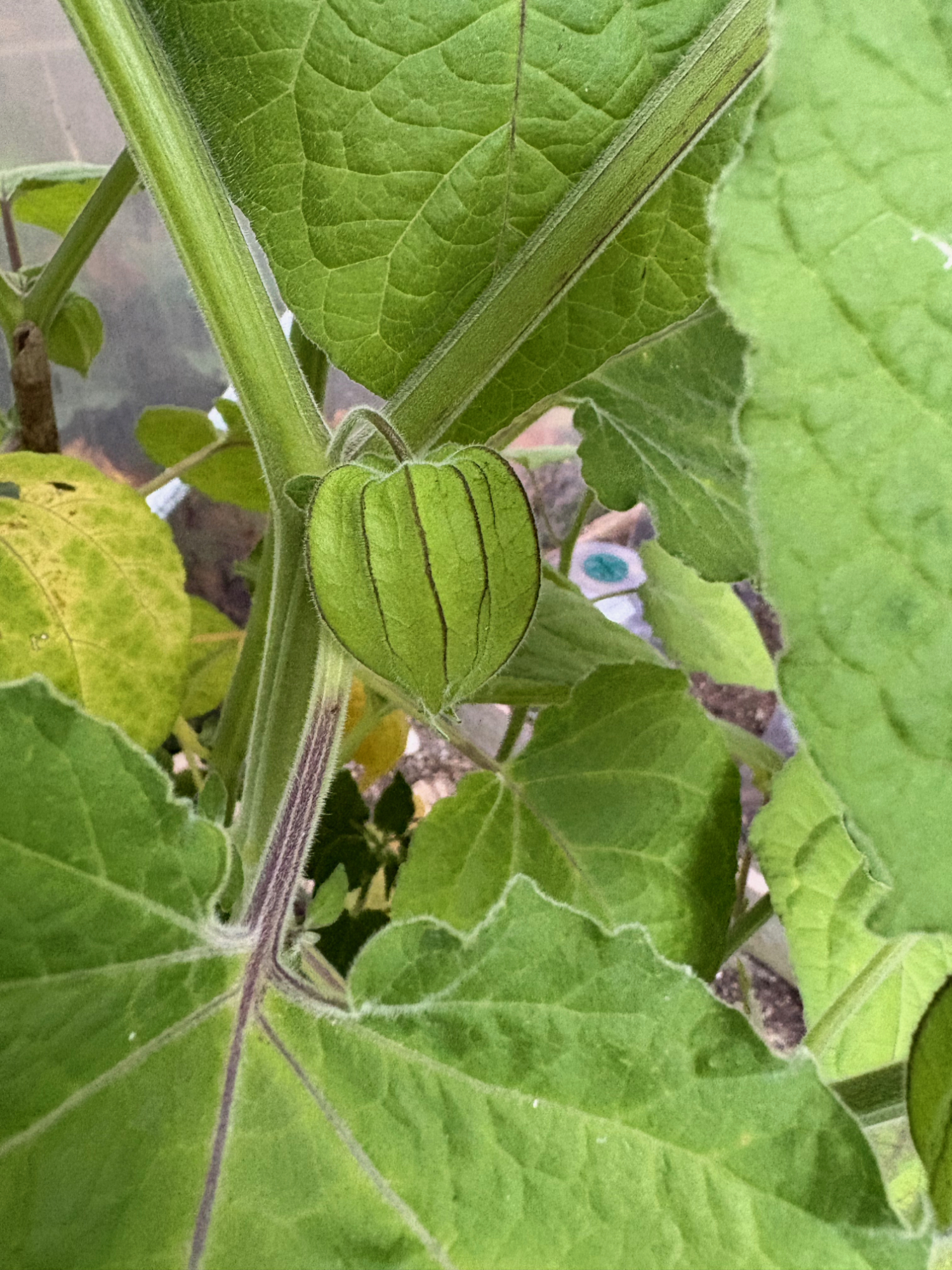 Physalis 2 - The Garden Jungle