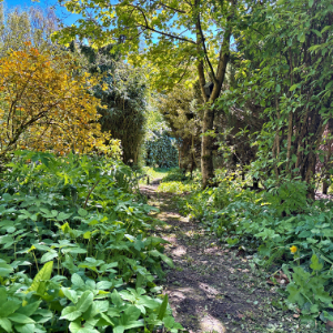 The Garden Jungle