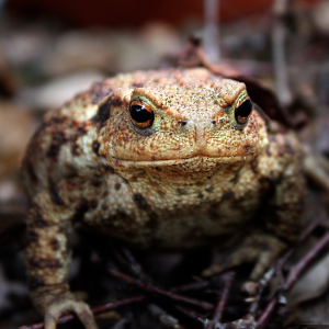 Common toad