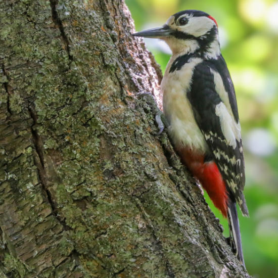 Great Spotted Woodpecker
