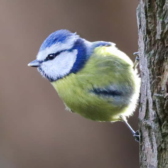 Blue Tit