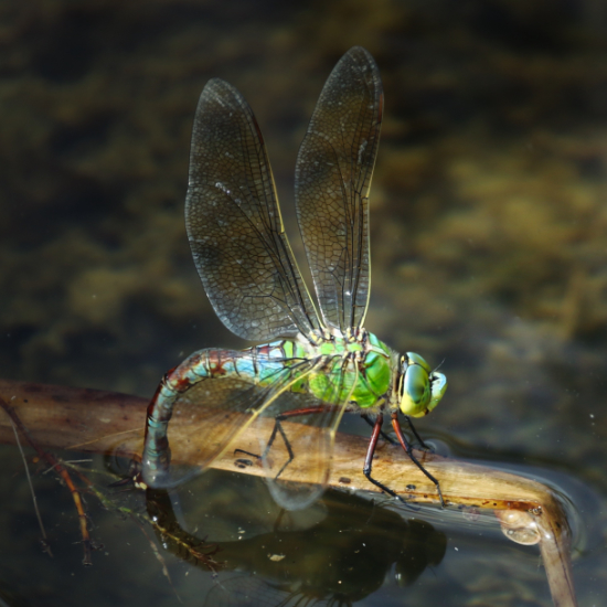 Dragonfly
