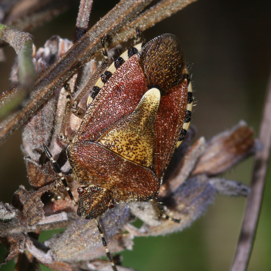 Shield Bug