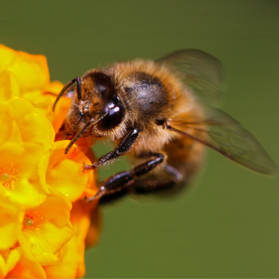 Hoverfly