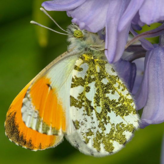 Orangetip Butterfly