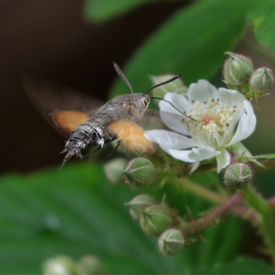 Hummingbird Hawk Moth