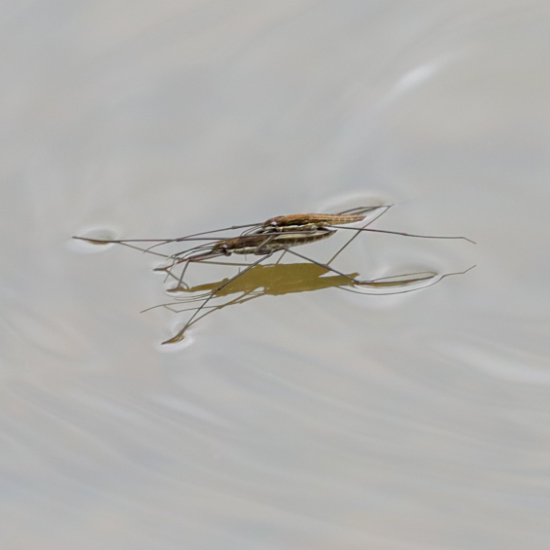 Water Boatman